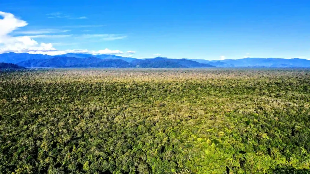 Rawa Gambut Kluet Taman Nasional Gunung Leuser