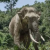 Sumatran Elephants Ruben Hoekstra