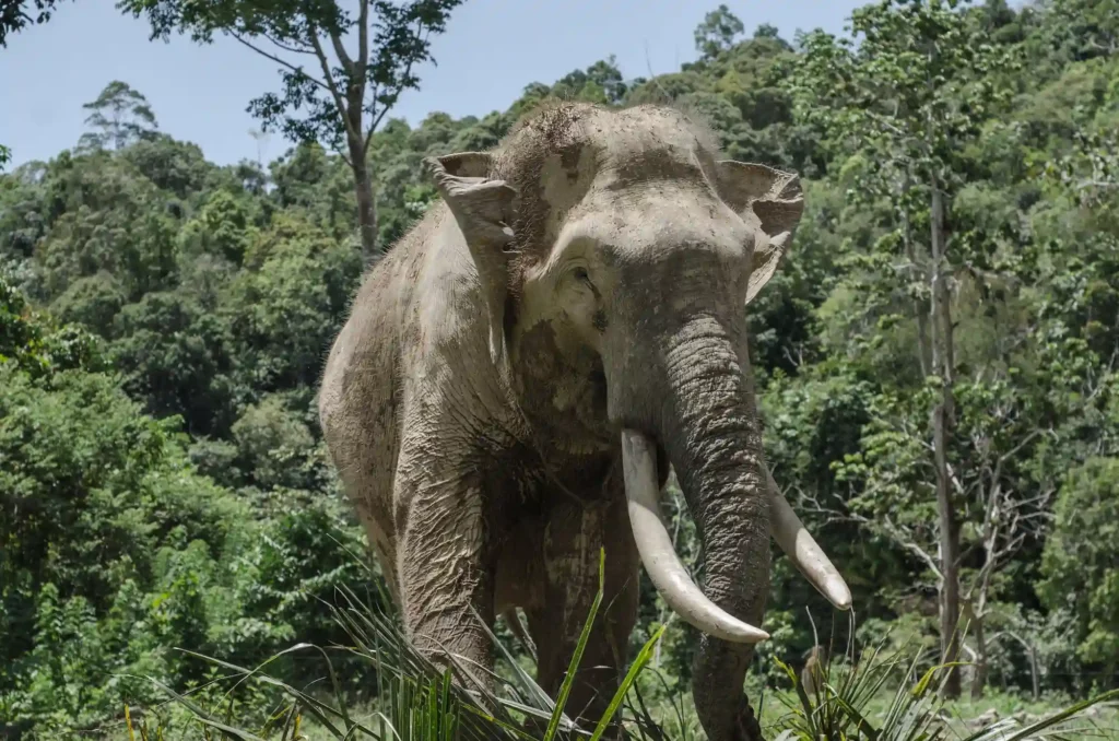 Sumatran Elephants Ruben Hoekstra
