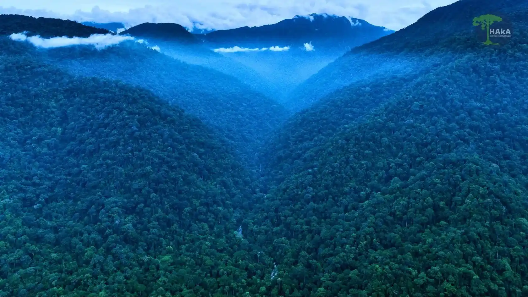 Flyer Hutan Aceh