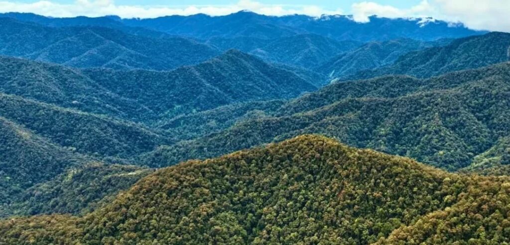 Forests in the Leuser Ecosystem Area, Aceh
