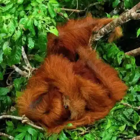 Orangutan-Sumatera-Square